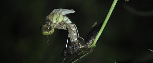 Libelle Libelle